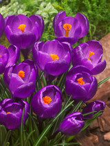 Crocus 'Flower Record'