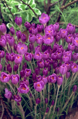 Crocus etruscus 'Zwanenburg'