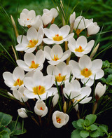 Crocus chrysanthus 'Ard Schenk'