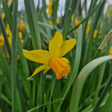 Narcissus 'Jetfire'