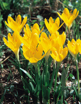 Crocus Sternbergia Lutea 8/10cm