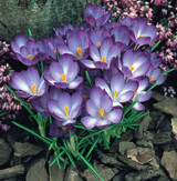 Crocus tommasinianus 'Ruby Giant'