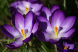 Crocus tommasinianus Ruby Giant