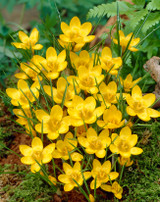 Crocus chrysanthus 'Dorothy'