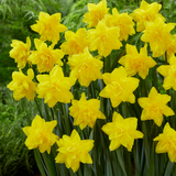 Narcissus 'Golden Ducat'