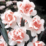 Narcissus 'Replete'