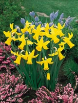 Narcissus 'February Gold'