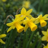 Narcissus 'February Gold'