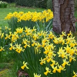 Narcissus 'February Gold'