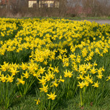 Narcissus 'February Gold'