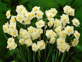 Narcissus 'Cheerfulness'