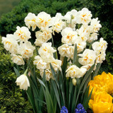 Narcissus 'Sir Winston Churchill'