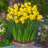 Narcissus 'Grand Soleil d'Or'