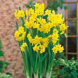 Narcissus 'Grand Soleil d'Or'
