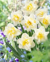 Narcissus 'White Lion'