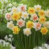 Narcissus White Lion 12-14cm