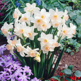 Narcissus Bell Song Jonquilla 10-12cm