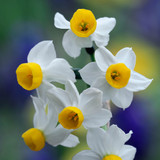 Narcissus 'Canaliculatus'