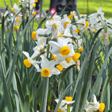 Narcissus Canaliculatus 10-12cm