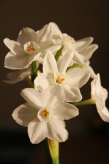 Narcissi Paperwhite