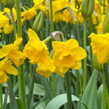 Narcissus 'Quail'