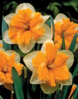 Narcissus 'Orangery'