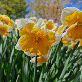 Narcissus Orangery 12-14cm