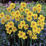 Narcissus 'Martinette'