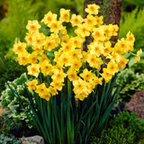 Narcissus 'Martinette'