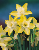 Narcissus 'Pipit'