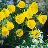 Narcissus Bulbocodium Conspicuous 5/6cm