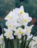 Narcissus Silver Chimes 10-12cm