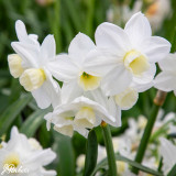 Narcissus Silver Chimes 10-12cm
