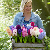 Hyacinth Fine Mixture 14-15cm