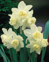 Narcissus White Marvel 10-12cm