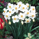 Narcissus 'Actaea'