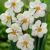 Narcissus 'Actaea'