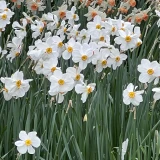 Narcissus 'Actaea'