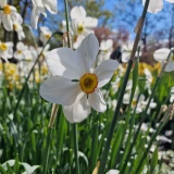 Narcissus 'Actaea'