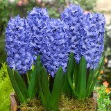 Hyacinth 'Delft Blue' 14/15cm