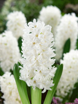 Hyacinth 'Aiolos' 14/15cm