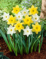 Narcissus Mount Hood 12-14cm