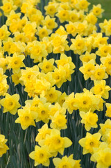 Narcissus Dutch Master 12-14cm