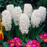 Hyacinth 'Carnegie' 14/15cm