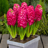 Hyacinth Jan Bos 14-15cm