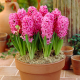 Hyacinth 'Pink Pearl'