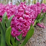 Hyacinth 'Pink Pearl'