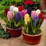 Hyacinths Top Size Mix