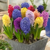 Hyacinths Top Size Mix