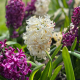 Hyacinth White Pearl 17/18cm